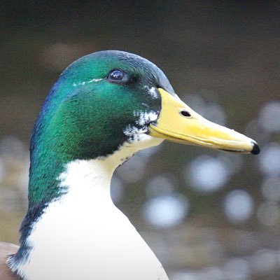 thewildheritage Profile Picture