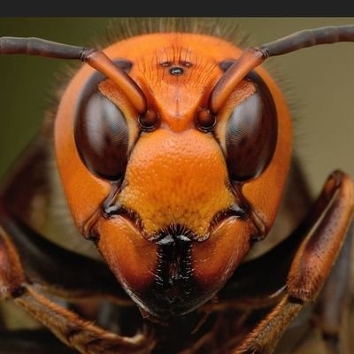 MoneroHornet Profile Picture