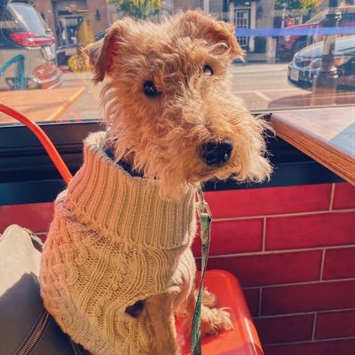 I am a Welsh Terrier who goes on adventures. I love sleep, bye bye in the car and squirrels. I’m new here and looking for some pals! 🐶