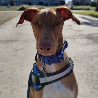 David_P.M (@davidpiquerm) 's Twitter Profile Photo David_P.M (@davidpiquerm) 's Twitter Profile Photo