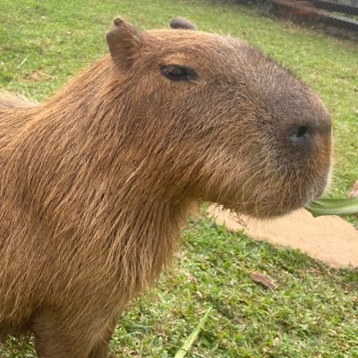 XinZebra's profile picture. 