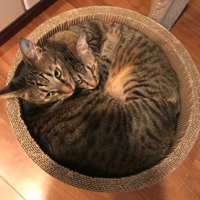 だっちゃんとアニキ Profile