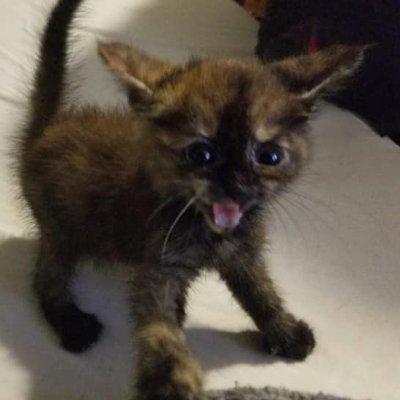 MagmaHusky's profile picture. 