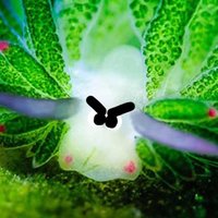 daily sea enemies (@dailyseaenemies) 's Twitter Profile Photo daily sea enemies (@dailyseaenemies) 's Twitter Profile Photo
