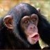 Reg Monkey🐵 (@monkey_reg) Twitter profile photo Reg Monkey🐵 (@monkey_reg) Twitter profile photo