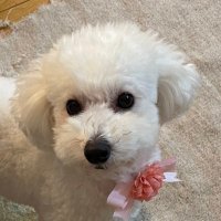 ヒメz4 (@hime_z4) Twitter profile photo