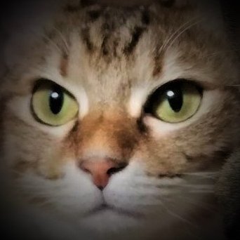 nekodamashy Profile Picture