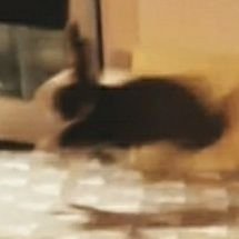❤뿌친🐰💗유기토끼 입홍さんのプロフィール画像