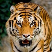 The Silent Tiger 🇧🇷🇧🇷🇧🇷(@11silenttiger) 's Twitter Profile Photo