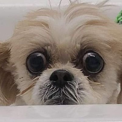 blueraspberry42's profile picture. 