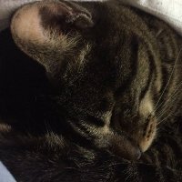 浅葱水仙 (@toritann14) 's Twitter Profile