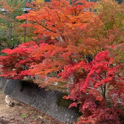 チーバくんの足指付け根あたり出身🦶青森県62在住