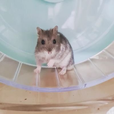{ アズラ♡ 𝔸𝕫𝕦𝕣𝕒 96 liner. ENTJ. } just a hampter waiting for the next concert. hannie the hampter, taro the stinko and pancake the panster's mom.