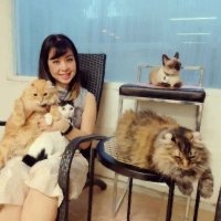 Bowkie Cat Lady(@Bow_Haritchaya) 's Twitter Profile Photo