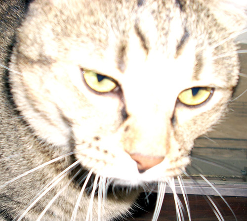 aliciafb's profile picture. Scientist, mother, wife. Bullshit bores me, but it seems to be everywhere.