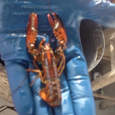 JuicyLobsterCo's profile picture. 