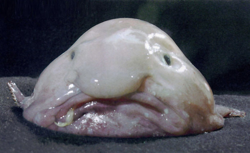 falsepositive's profile picture. I am a Blob Fish.