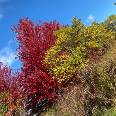 Lozarnn's profile picture. การเมืองเรื่องใกล้ตัว ไม่กินสลิ่ม