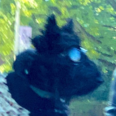 gabaghoulish's profile picture. conscientious objector to reality. free Palestine.