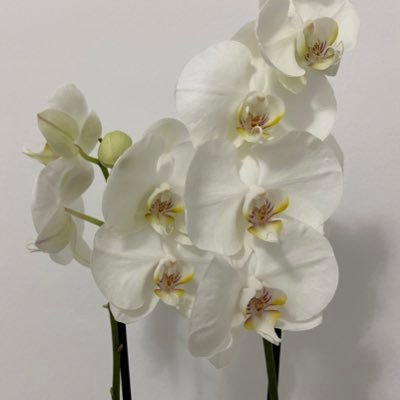 iizquierd0's profile picture. Shhh! 🤫