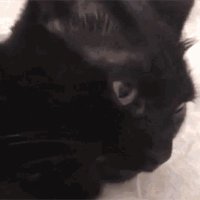 BlackCat1 🟧 (@eyecya2) 's Twitter Profile