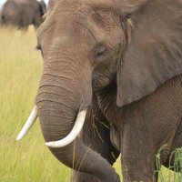 @gorilla (@gorillacefs) 's Twitter Profile Photo