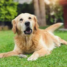 Poop removal services, Nanaimo! WOOF! Call us at (833)304-7770