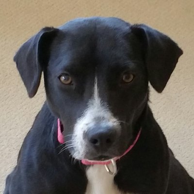 lisa_lato's profile picture. 