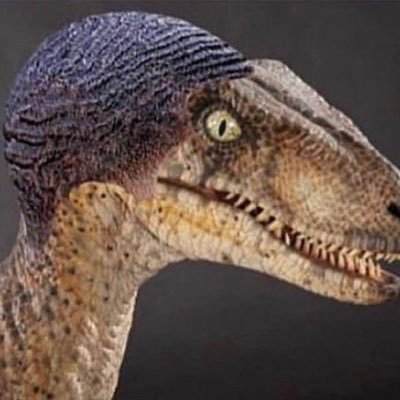 kroketschoen's profile picture. nooit fout/altijd gelijk. Entrepeneur, voetganger, directeur, pinguïn in een ooievaars nest