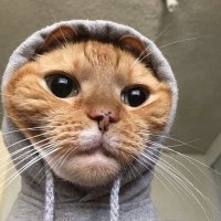 Muhammed Mahmoud (@mutuefit) 's Twitter Profile