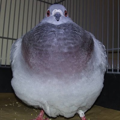 Just a pigeon on the internet