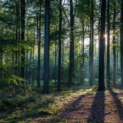 Greening Zimbabwe’s Urban and Rural Spaces and Mitigating the Impacts of Climate Change through Reforestation and Carbon Capture.