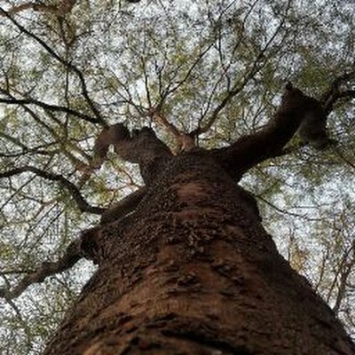 shrishlesha's profile picture. 