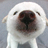yukimi1008's profile image