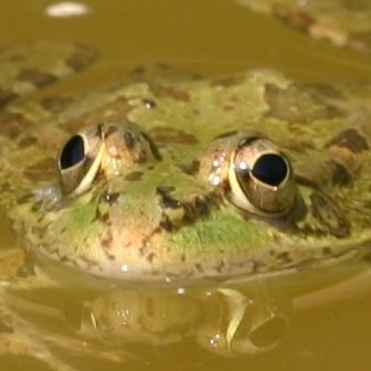 Campuseko urmaela/@ehuHEFA
La charca del campus/
The campus pond.
Iraunkortasunerako ikaskuntzarako Hezkuntza Graduetako Ekosistema eta Laborategi naturala
EHU