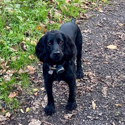 I'm Fizz, a 6 Cocker Spaniel. Dad's a Curate. I love cuddles, treats, lots of walks and chasing balls. And I now have a new little sister called Bumble.