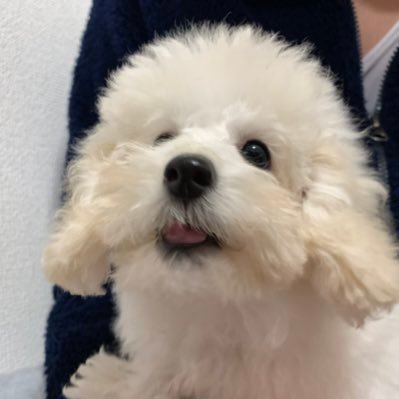 白いトイプードルのホイップ Hoippu Doru Twitter 白いトイプードルのホイップ Hoippu Doru Twitter