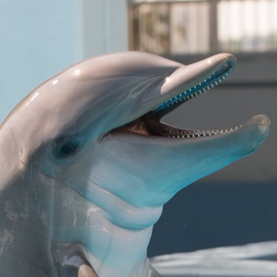 dolphintale