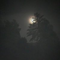 Pesto FAL (@fallives) 's Twitter Profile