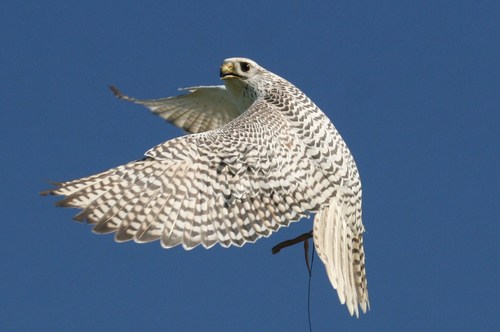 Passionate Falconer and Austringer providing a cross section of articles and pictures in the Quarterly Magazine World Of Falconry