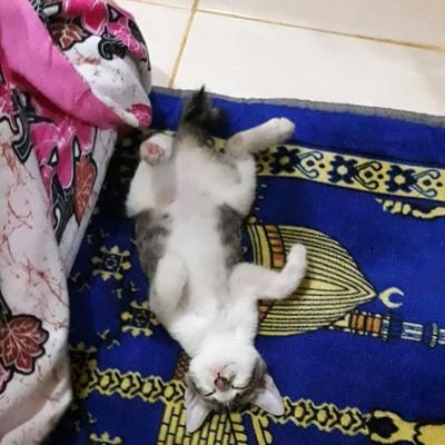 Suhaimi96009073's profile picture. 
