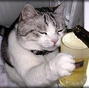 beer_cats_photo Profile Picture