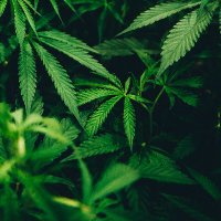 thehemphash (@thehemphash) 's Twitter Profile