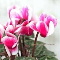 シクラメン (@garden_1129) Twitter profile photo