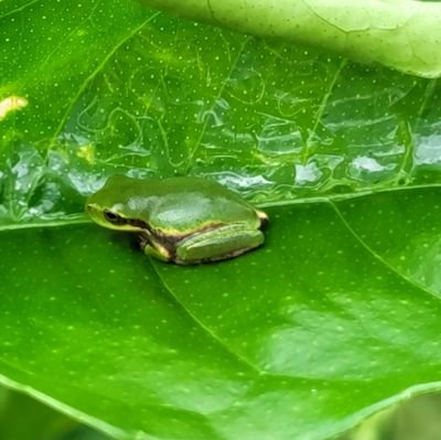 Florida Frog Profile