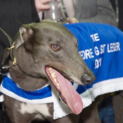 Greyhound, Former Champion, Track Record Holder, Dad, Tripawd #RetiredNotRescued - Sofa first…racing a close second. My journey from track to retirement.
