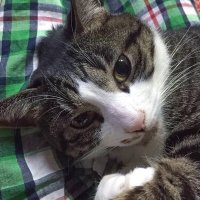 氷川竜介 新著「空想映像文化論」3月12日発売 (@ryu_hikawa) 's Twitter Profile Photo 氷川竜介 新著「空想映像文化論」3月12日発売 (@ryu_hikawa) 's Twitter Profile Photo