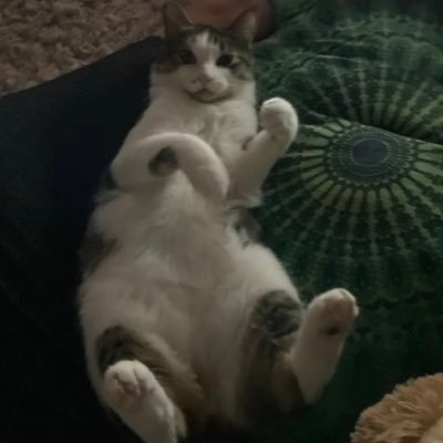 lillysimonee's profile picture. share the love l aries | safe place 🧷