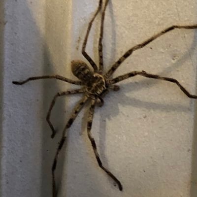 Crowie1966's profile picture. Geologist, Alt music, cycling, aussie rules