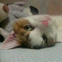 ketras (@pon_poco) 's Twitter Profile